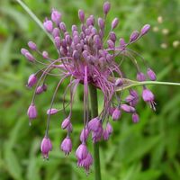 Allium carinatum subsp. pulchellum Photo: Nijssen